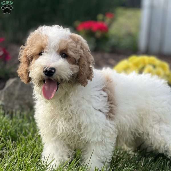 Hayes, Pomapoo Puppy